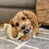 Fire Hose Dog Squeaky and Tug Toy