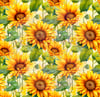 Sunflowers 2024