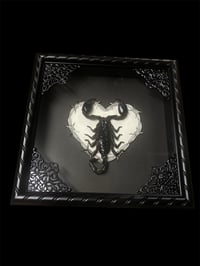 Close to you Scorpion 