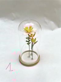 Image 3 of Mini jardin sous cloche, série 1