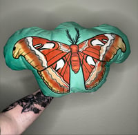 Image 1 of Atlas Moth Plushie