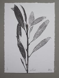 Image 1 of Willow A6