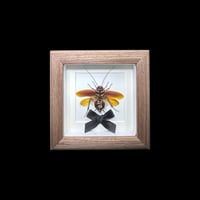 periplanta americana mini frame 2