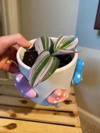 Image 1 of Pink Tradescantia in Cute Mushroom Pot