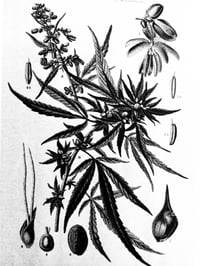 Image 9 of Kazuo Kenmochi "This is Drugs: A Photographic Look at the Roots of Modern Diseases"