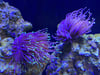 Purple Indo Torch