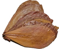 Image 1 of Indian Almond Leaves - 4 Pack