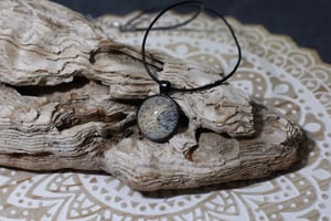 Image of Veiled Chameleon Collection 1