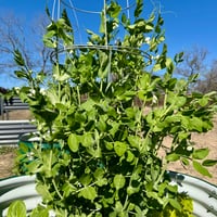 Image 4 of Sugar Snap Pea