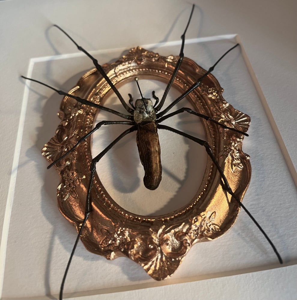 Image of Ornate Giant Orb Spider Nephila Maculata