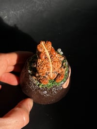 Image 5 of Toad Dome