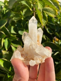 Image 1 of Himalayan Quartz Cluster 