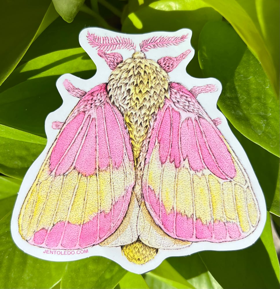 Image of Rosy Maple Moth Sticker