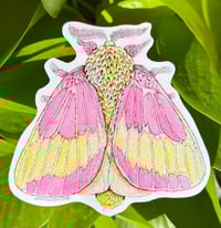 Rosy Maple Moth Sticker