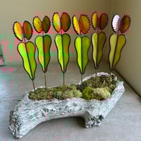 Image 1 of Venus Flytraps