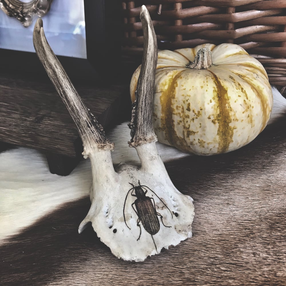 Image of Ornate Insect Roebuck Antlers #1