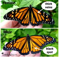 Image 5 of Monarch Hindwings 