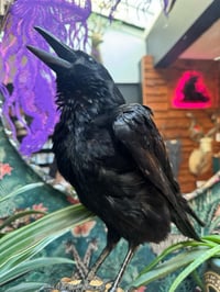 Image 3 of Taxidermy Crow 