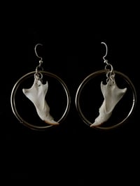 Squirrel Jaw Bone Earrings