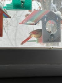 Image 4 of Window Bird Feeder with Suction Cups – 3D Printed Bird Watching Feeder