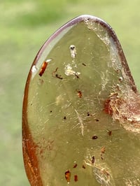 Image 2 of Copal Amber With Preserved Insects #2631