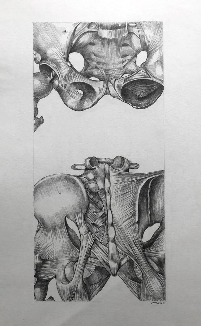 Dream anatomy (fig.2)