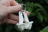 dead good sheep vertebrae earrings Image 4
