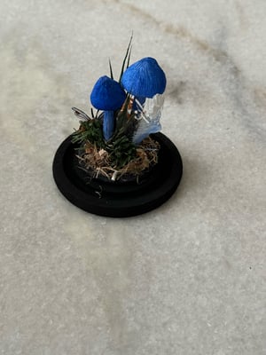 Image of EntolomaVirescens paper mushroom