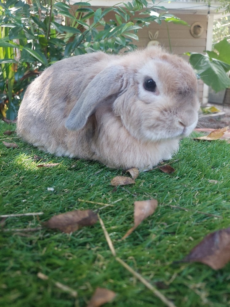 Image of Peanut (F)