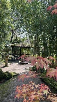 Image 7 of Japanese Garden Mini Sanctuary Session 