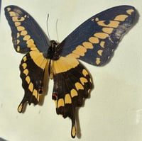 Image 4 of White Velvet Yellow Butterfly Frame