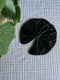 Image of Dark green lily pad