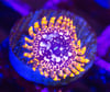 Utter chaos zoa