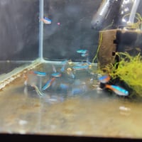 Image 1 of Neon Tetra
