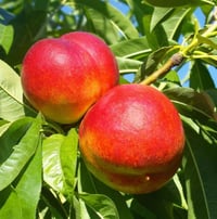 Nectarine yellow 