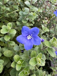 Maria Celia R Flores oil order