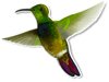 Colibrí Dorado de Puerto Rico | Puerto Rican Mango Hummingbird Sticker
