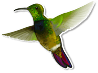 Colibrí Dorado de Puerto Rico | Puerto Rican Mango Hummingbird Sticker