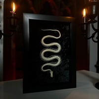 Image 2 of Udon Noodle - Snake Skeleton 