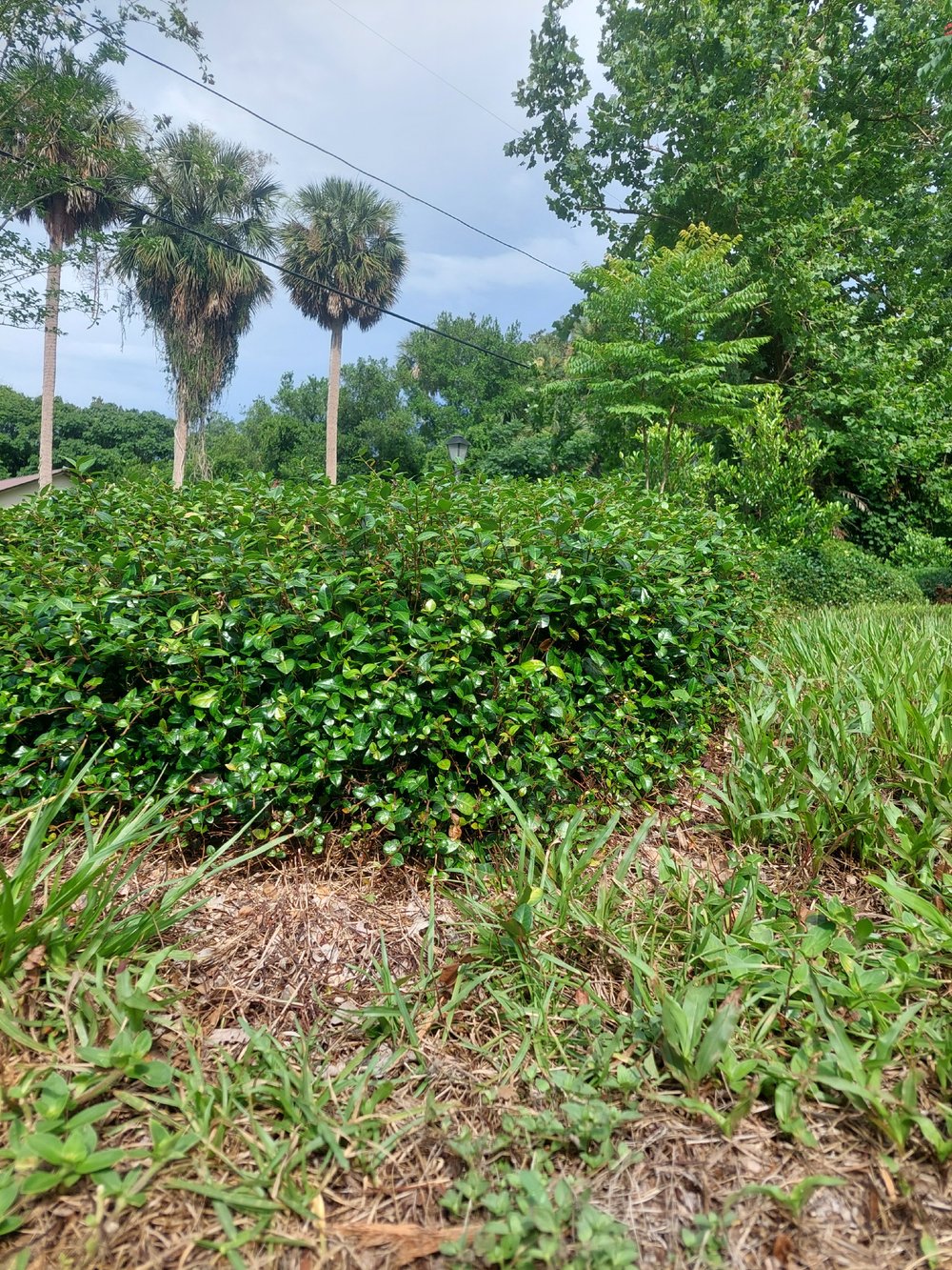 Image of PLANT Bush 🌳🌳🌳