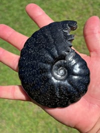 Image 4 of Black Ammonite Fossil With Pyrite | Madagascar #2706