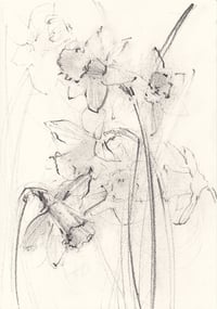 Daffodils I