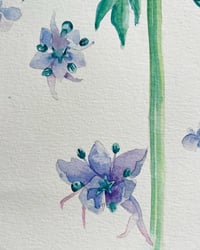 Image 3 of Blue Thimble Flower