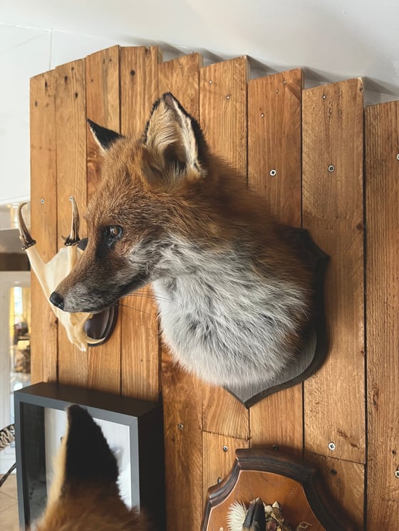 Image of Taxidermy Dog Fox