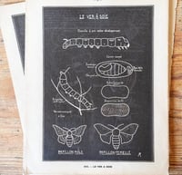 Image 2 of Planche histoire naturelle en noir & blanc