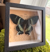 Image 3 of Dayflying Moth 