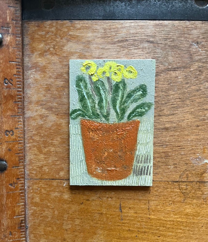 Image of Yellow primulas. 