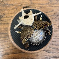 Image 1 of Snake skin  vertebrae  beetle (b, 4 inches)