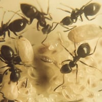 Image 2 of Lasius Niger