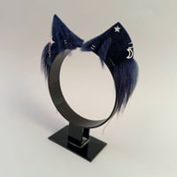 Image 2 of Navy Moons Kitten